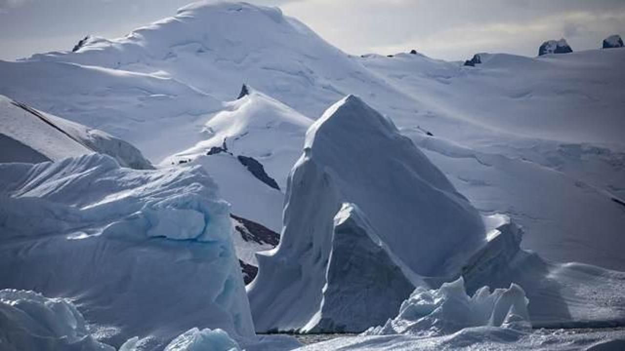 Antarktika'da bilim insanlarını şaşırtan bitki! Nasıl yaşıyor?