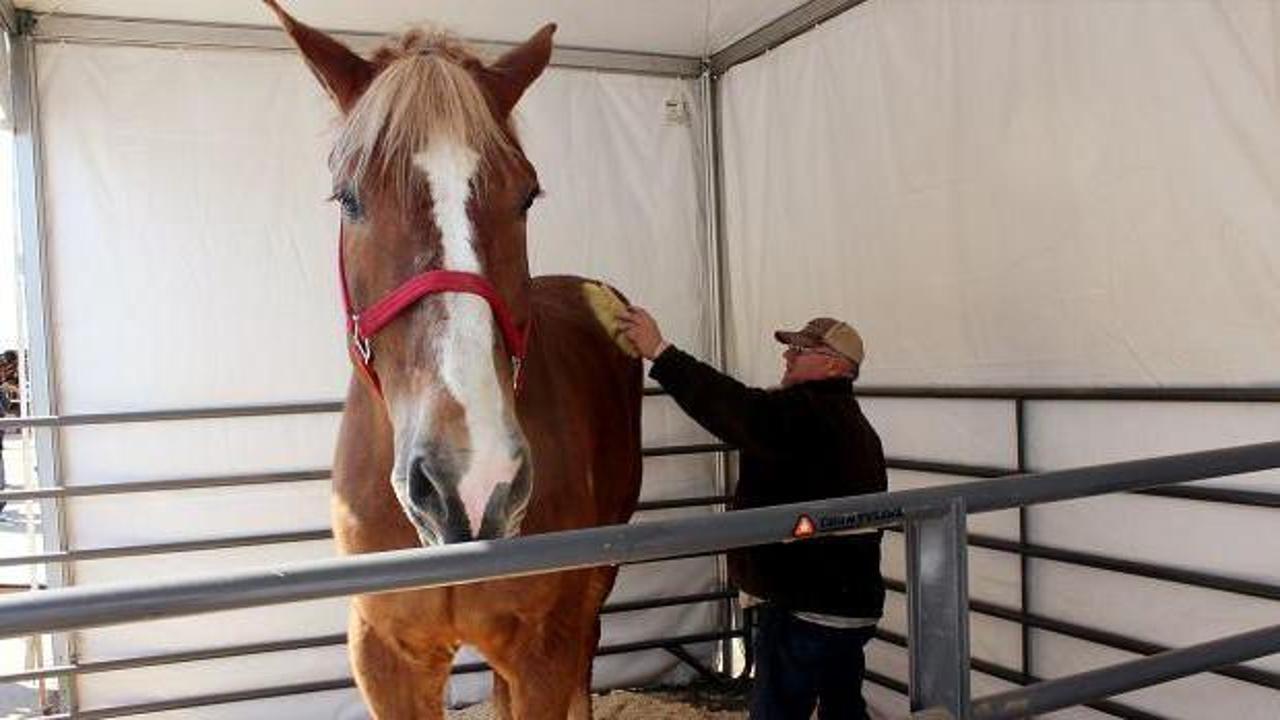 Dünya'nın en uzun boylu atı "Big Jake" öldü