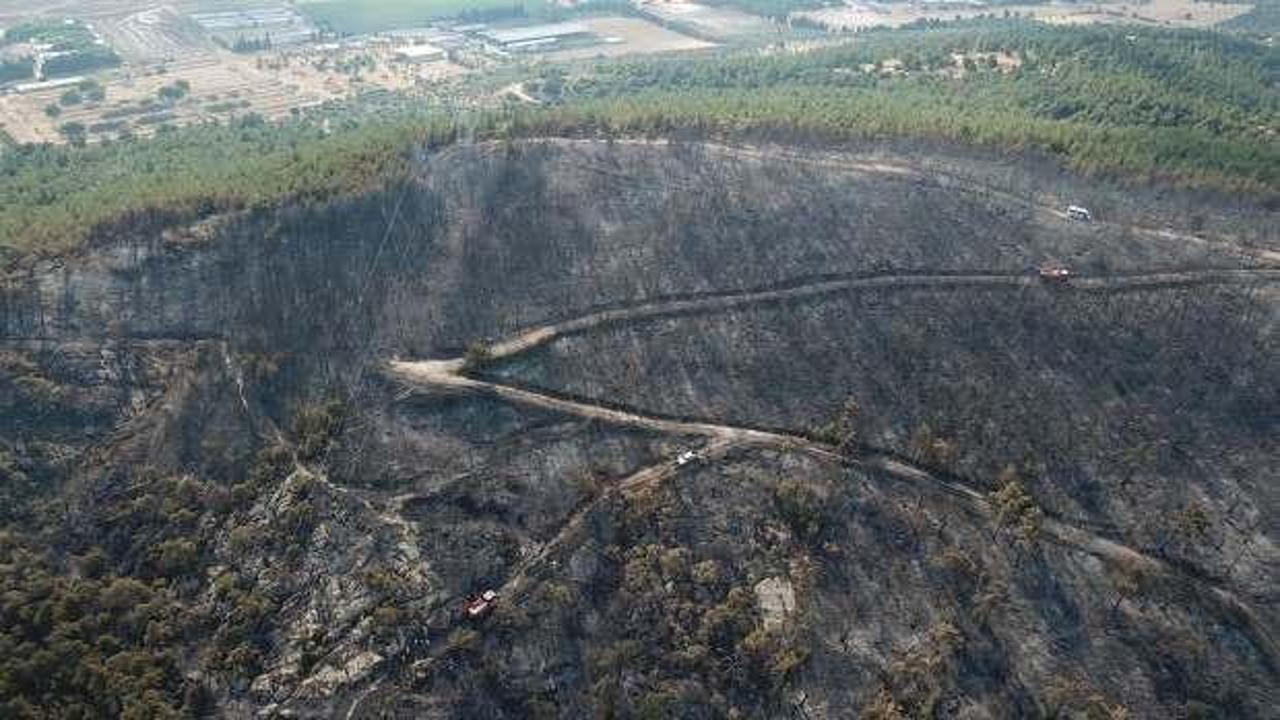 İzmir'deki orman yangının nedeni belli oldu! Kaymakamdan açıklama geldi