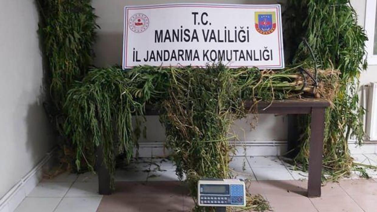 Manisa'da kenevir operasyonu: 313 kök kenevir ele geçirildi