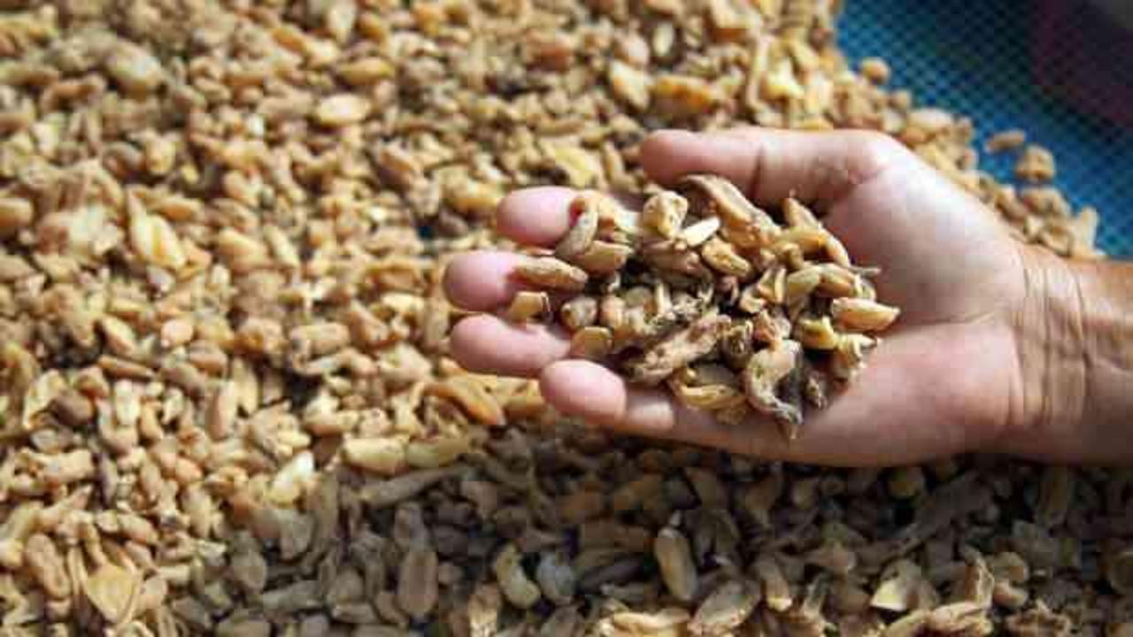 &Ouml;zel izinle &uuml;retiliyor! Kilosu bin liradan satılıyor