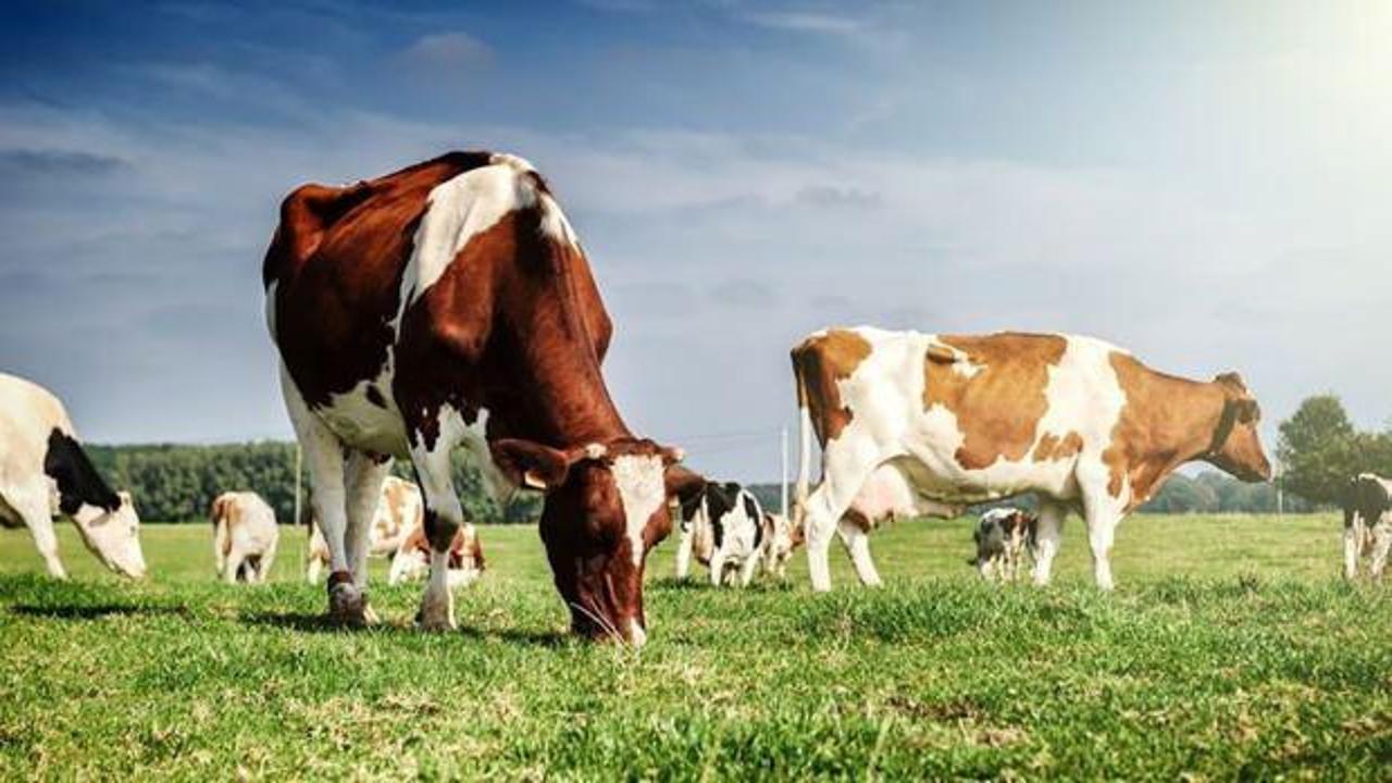 Toplanan inek sütü miktarı yıllık bazda arttı