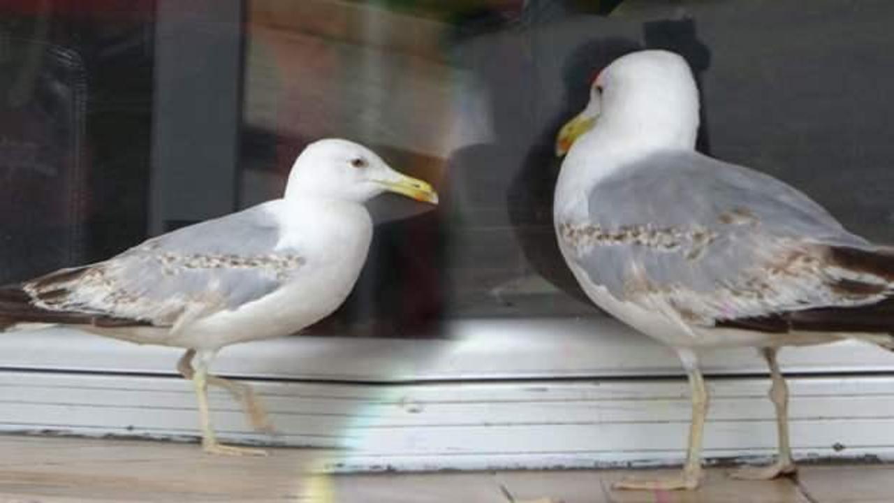 Aç martı Trabzon’da böyle pide bekledi 