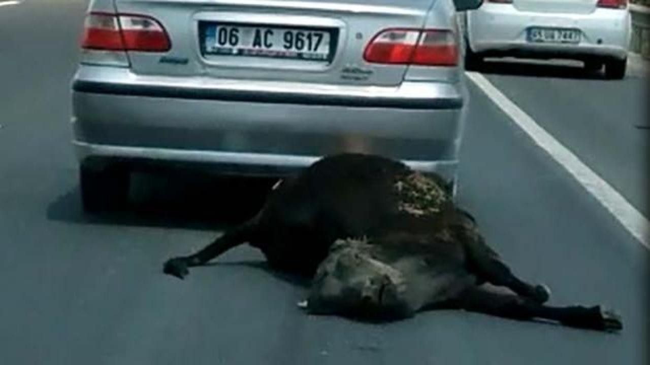 O caniye ceza! Metrelerce s&uuml;r&uuml;klemişti