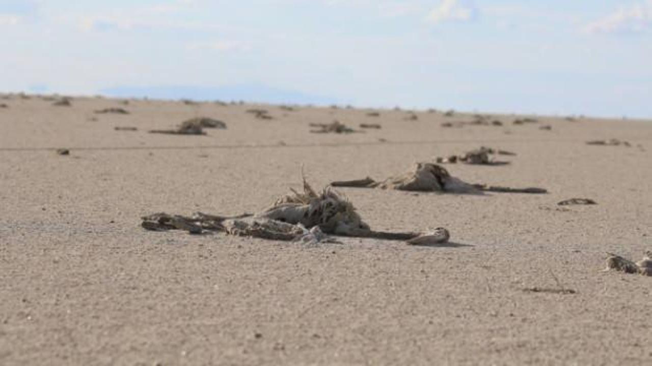 Tuz Gölü'ndeki flamingo ölümlerine soruşturma