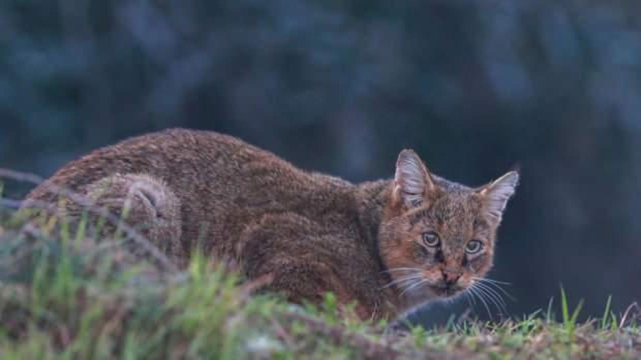 Adana&rsquo;da 5 g&uuml;n boyunca her anı g&ouml;r&uuml;nt&uuml;lendi, nesli t&uuml;kenme tehlikesinde