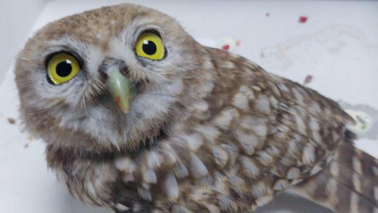 Kayseri&rsquo;de yaralı baykuş tedavi altına alındı