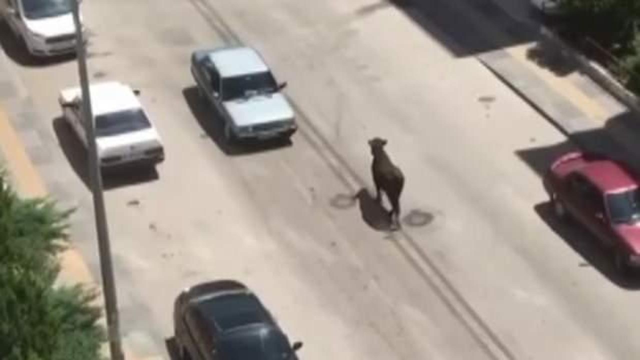 Sahibinin elinden ka&ccedil;an kurbanlık boğa, ortalığı birbirine kattı!