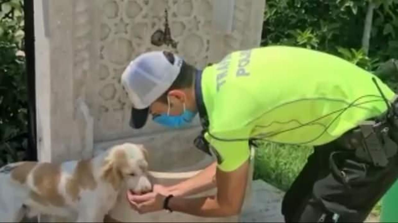 Trafik polisinin sokak köpeğine elleriyle su içirdiği görüntüler görenleri gülümsetti