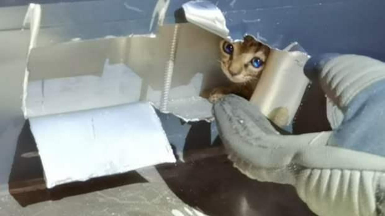 Yavru kedi al&uuml;minyum &ccedil;er&ccedil;eveye sıkıştı, imdadına itfaiye yetişti