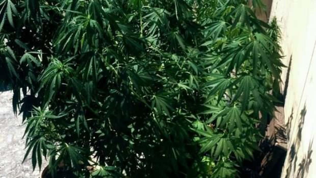 Antalya&rsquo;da evinin &ccedil;atısını zehir tarlasına &ccedil;evirdi!