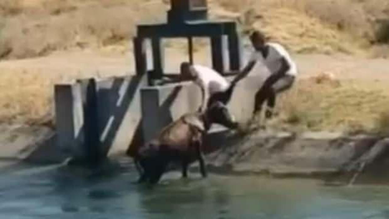 Batman&rsquo;da su kanalına inek d&uuml;şt&uuml; 