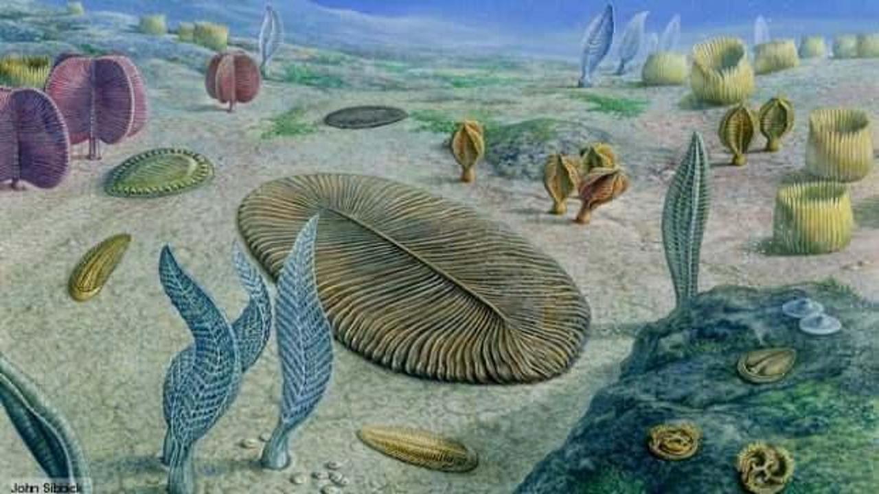 Bilim insanları 890 milyon yıl öncesine ait hayvan fosili buldu