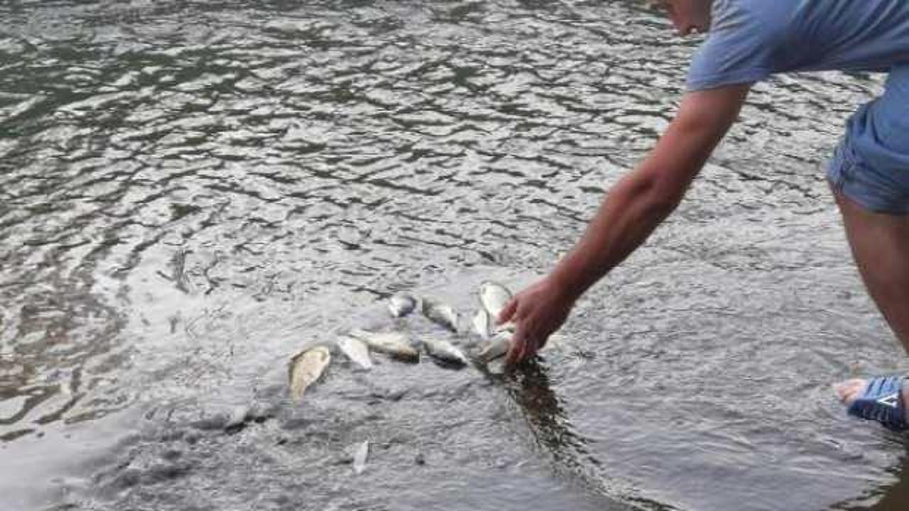 Bursa'da derede balık ölümleri