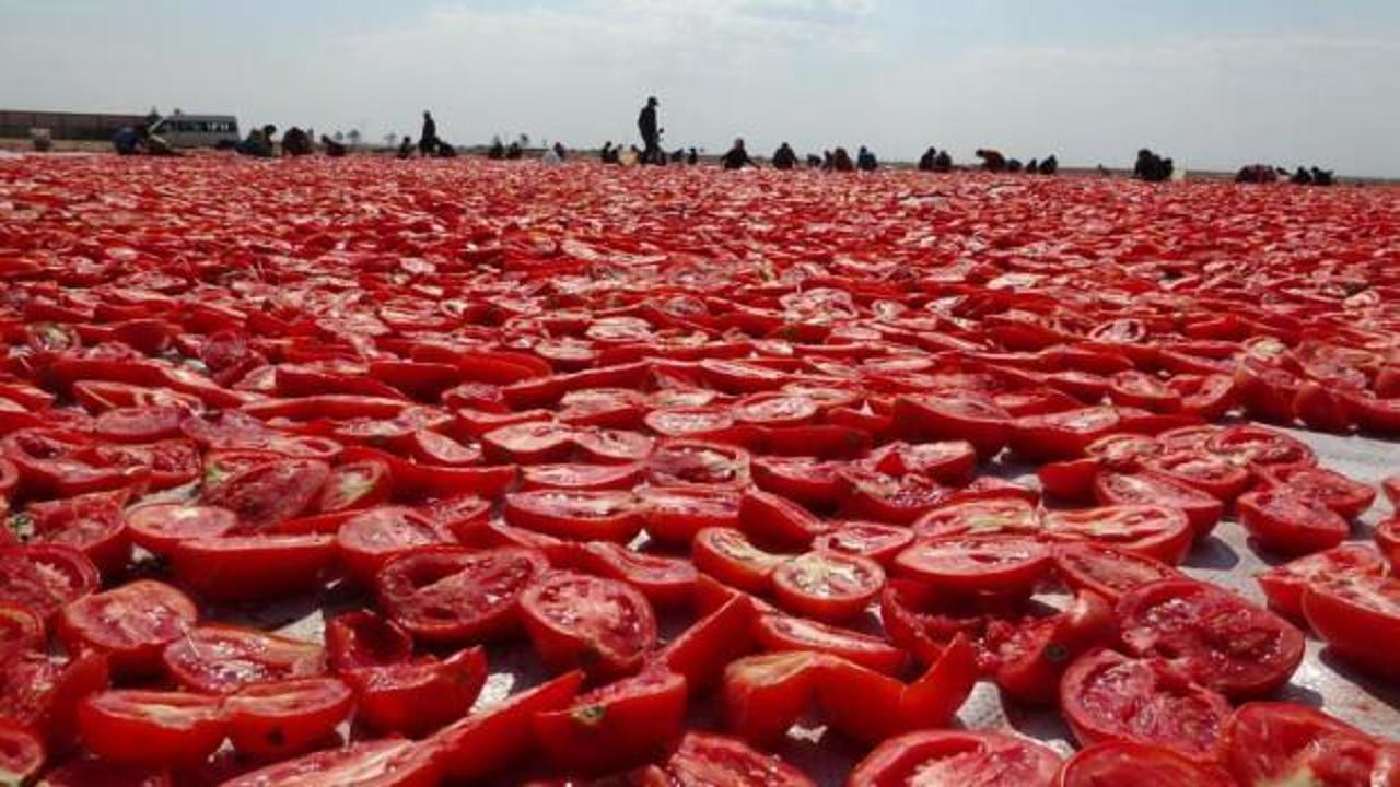 Kuru domates ihracatı 62 milyon dolara ulaştı