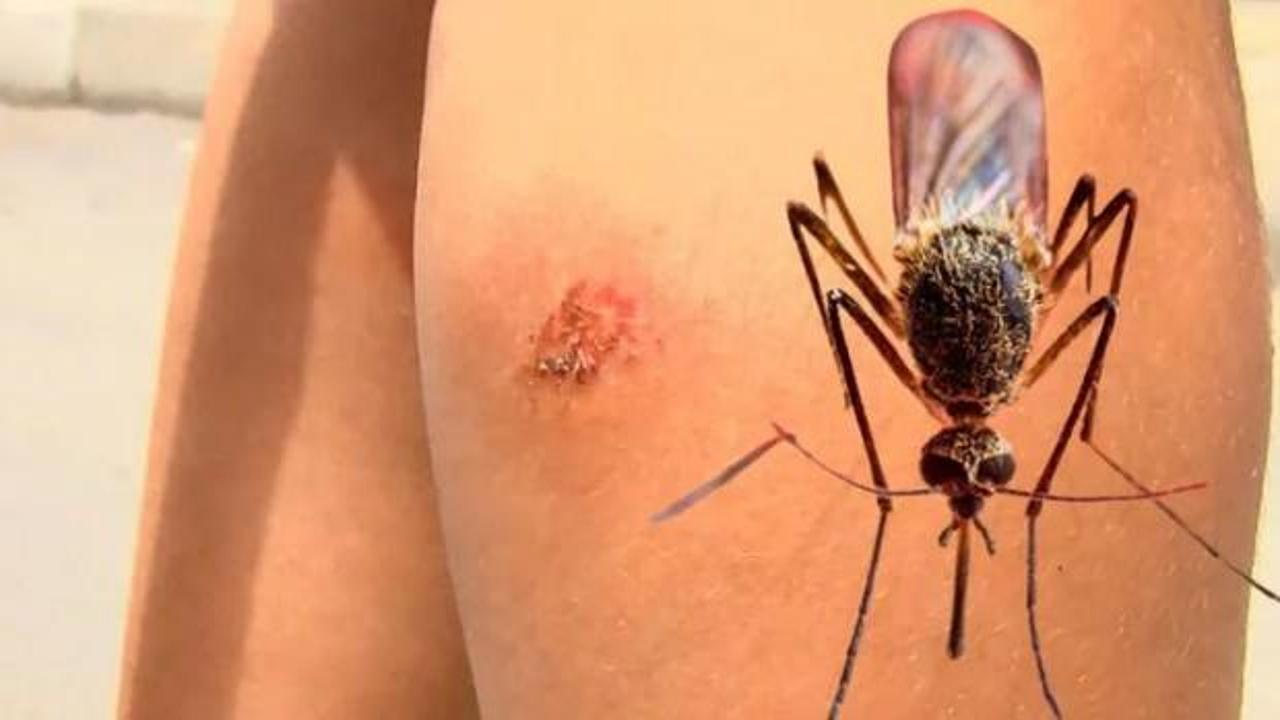 İstanbul'da alarm! Sivrisinek ısırıklarına dikkat