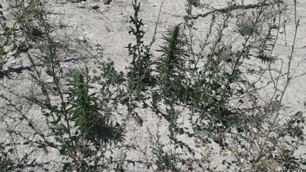 Kahramanmaraş'ta 34 kök kenevir bitkisi ele geçirildi