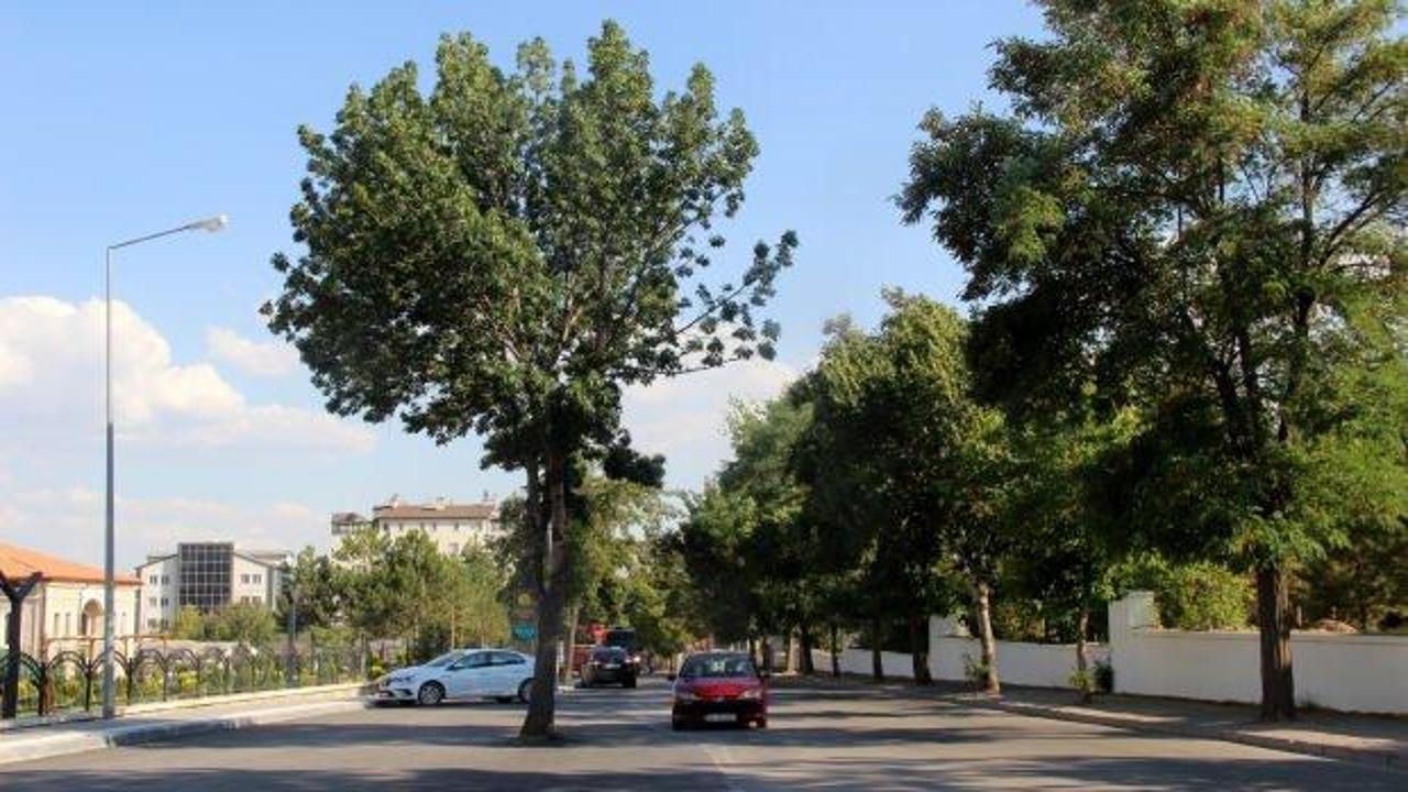 Kesmeye kıyamadılar yolun ortasında kaldı