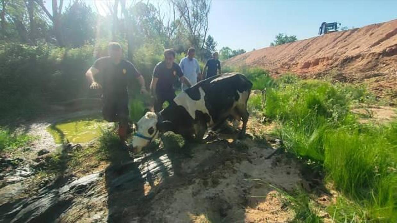 Kocaeli'de bataklığa saplanan inek itfaiye ekiplerinin yardımıyla kurtarıldı