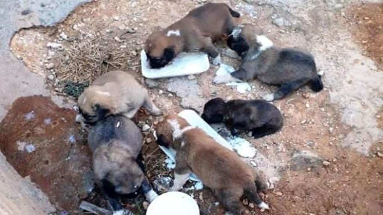 Şanlıurfa&rsquo;da yavru k&ouml;peklerin imdadına itfaiye yetişti