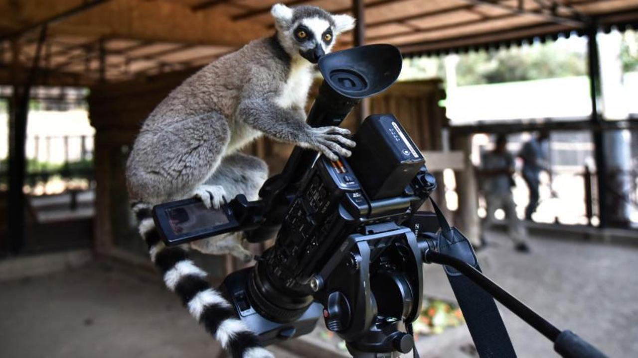 Tarsus Doğa Parkı'nın "Madagaskarlı" sakinleri