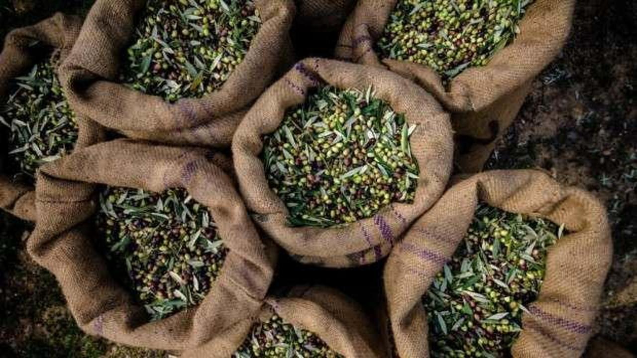 Zeytin ve zeytinyağı ihracatı, 136 milyon dolara ulaştı
