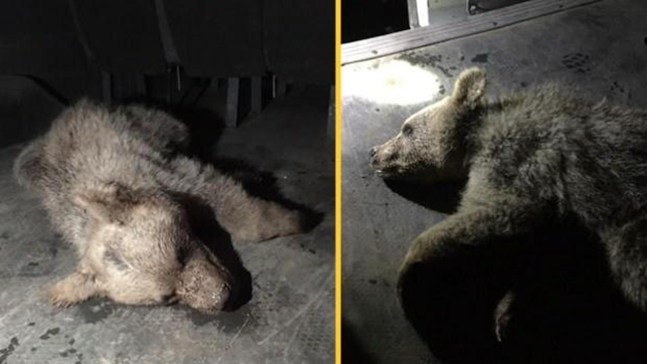 Ağrı&rsquo;da ayı yavrusunun imdadına itfaiye koştu