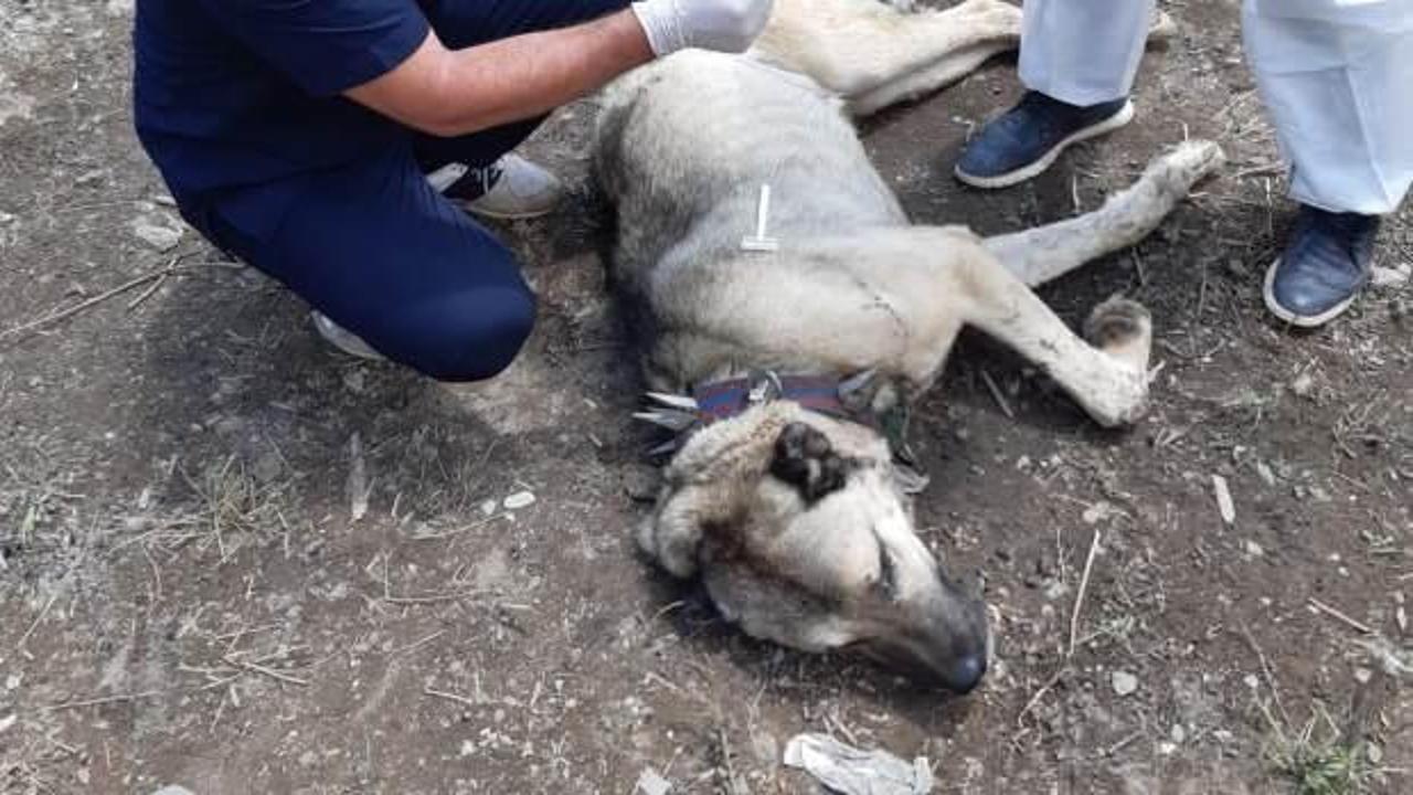 Hakkari&rsquo;de k&ouml;peğe ayı saldırdı!