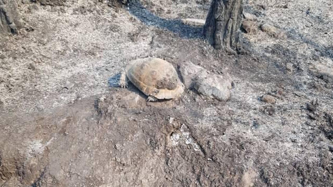 Minik kaplumbağanın yangından mucize kurtuluşu