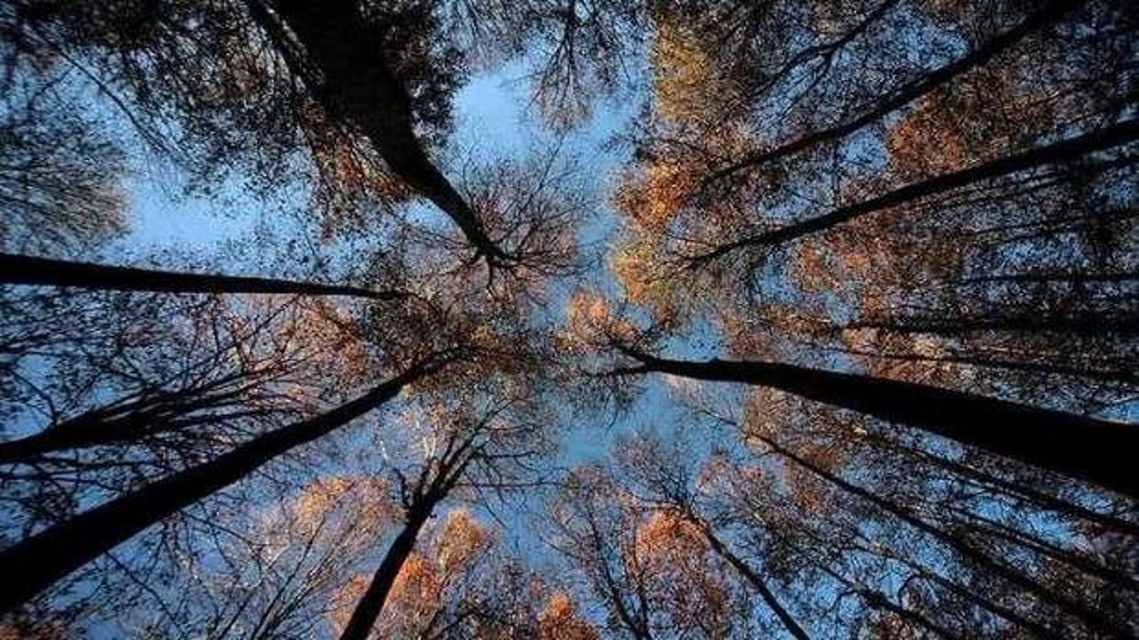 Türkiye'nin orman varlıkları 19 yılda yüzde 10,5 arttı