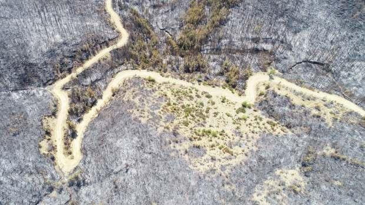 Yanan ormanlarda sel ve erozyon tehlikesi