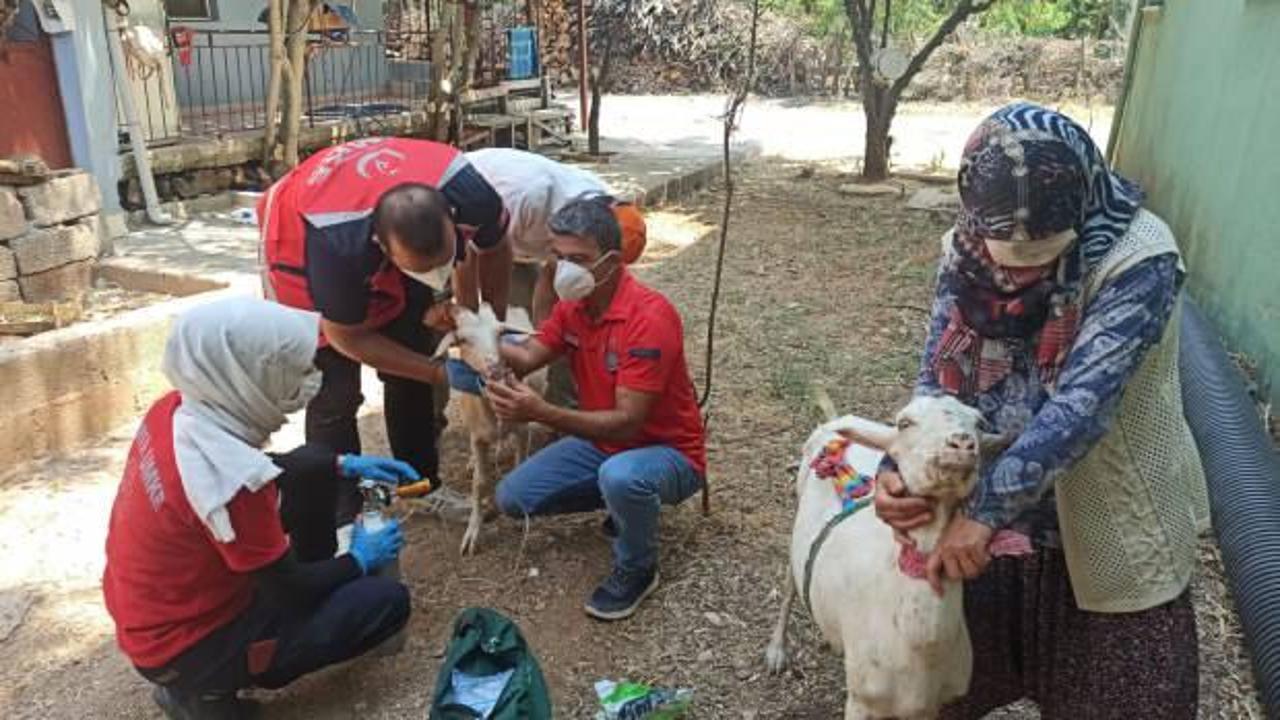 Yangından etkilenen keçilere yardım UMKE ekiplerinden gitti 