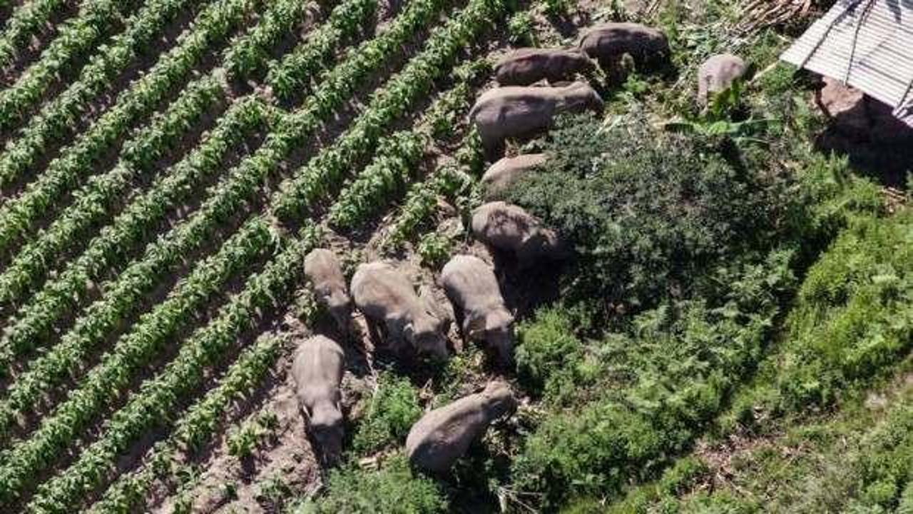 Çin'de 15 yabani Asya fili 4 aylık seyahatlerini bitirip evlerine döndü