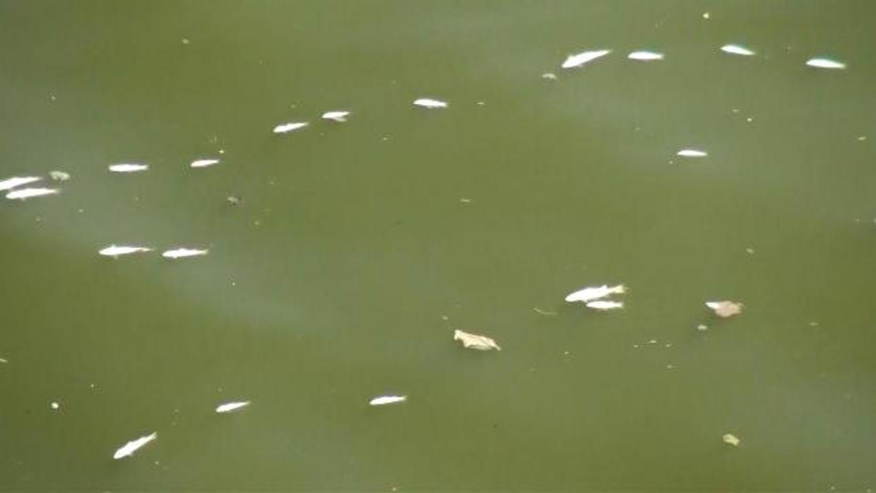 Balık &ouml;l&uuml;mlerine Asi Nehri&rsquo;de eklendi 