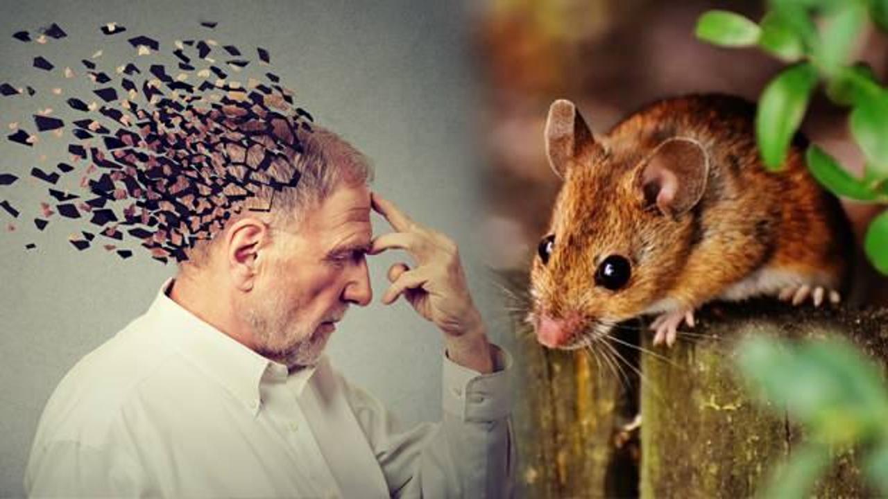 Bilim insanları farelerde yaşa bağlı hafıza kaybını tersine çevirmeyi başardı