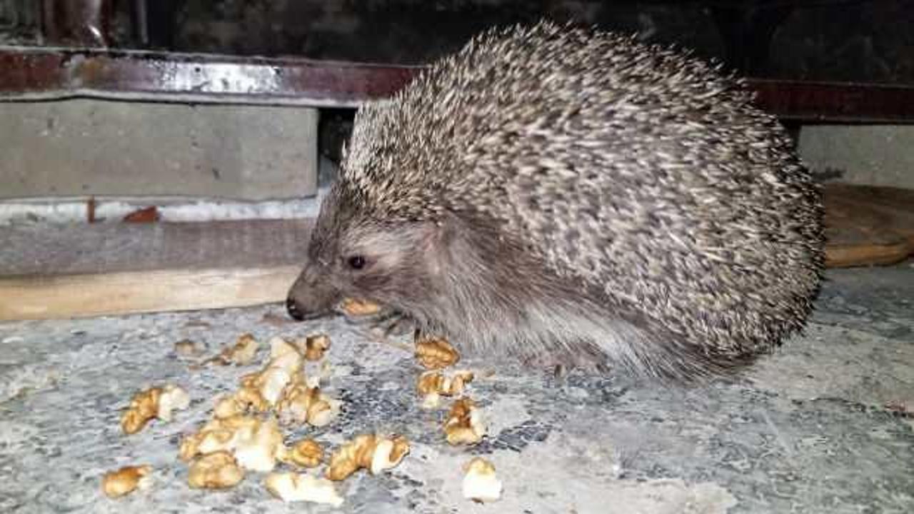 Erzincan&rsquo;da 3 a&ccedil; kirpi bisk&uuml;vi ve cevizle besleniyor