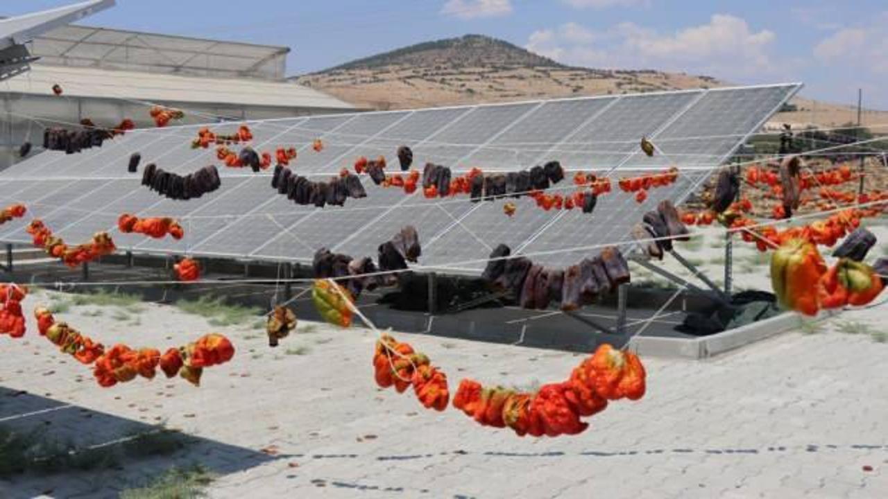 Güneş enerjili sebze kurutma tesisi kadınlara istihdam sağlıyor