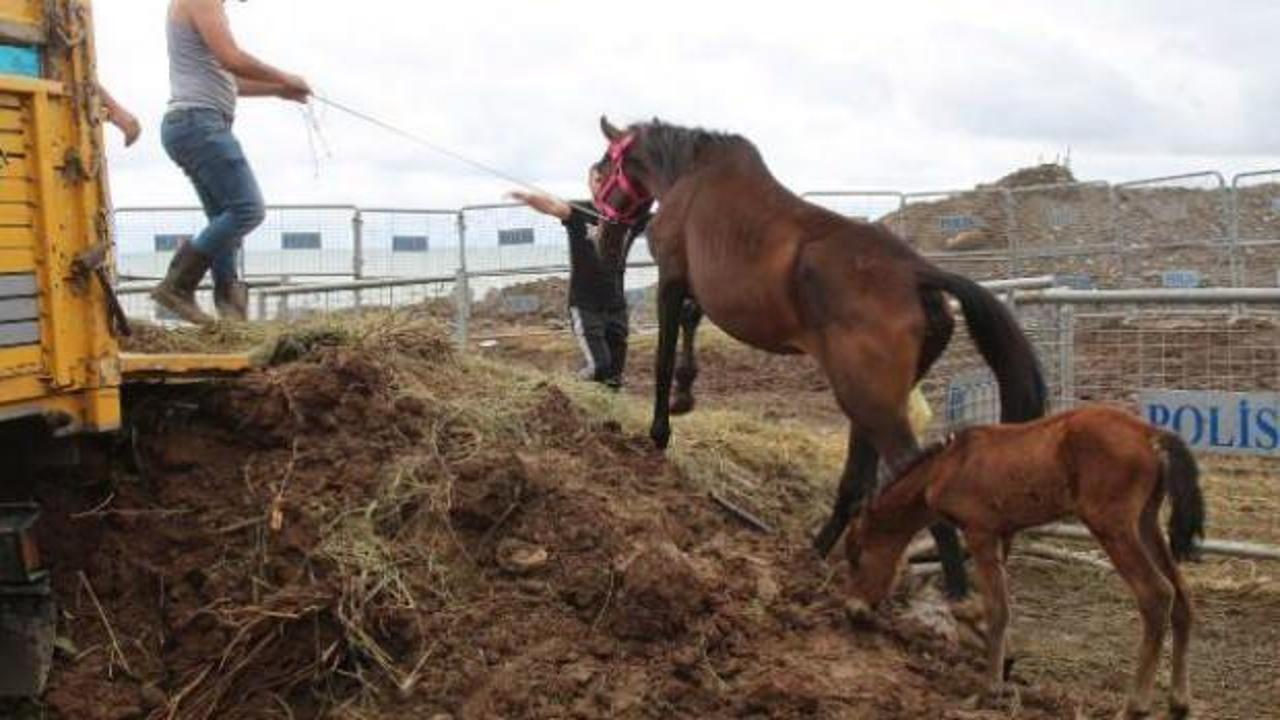 TIR parkında ölüme terk edilen atlar, çiftlikte korumada