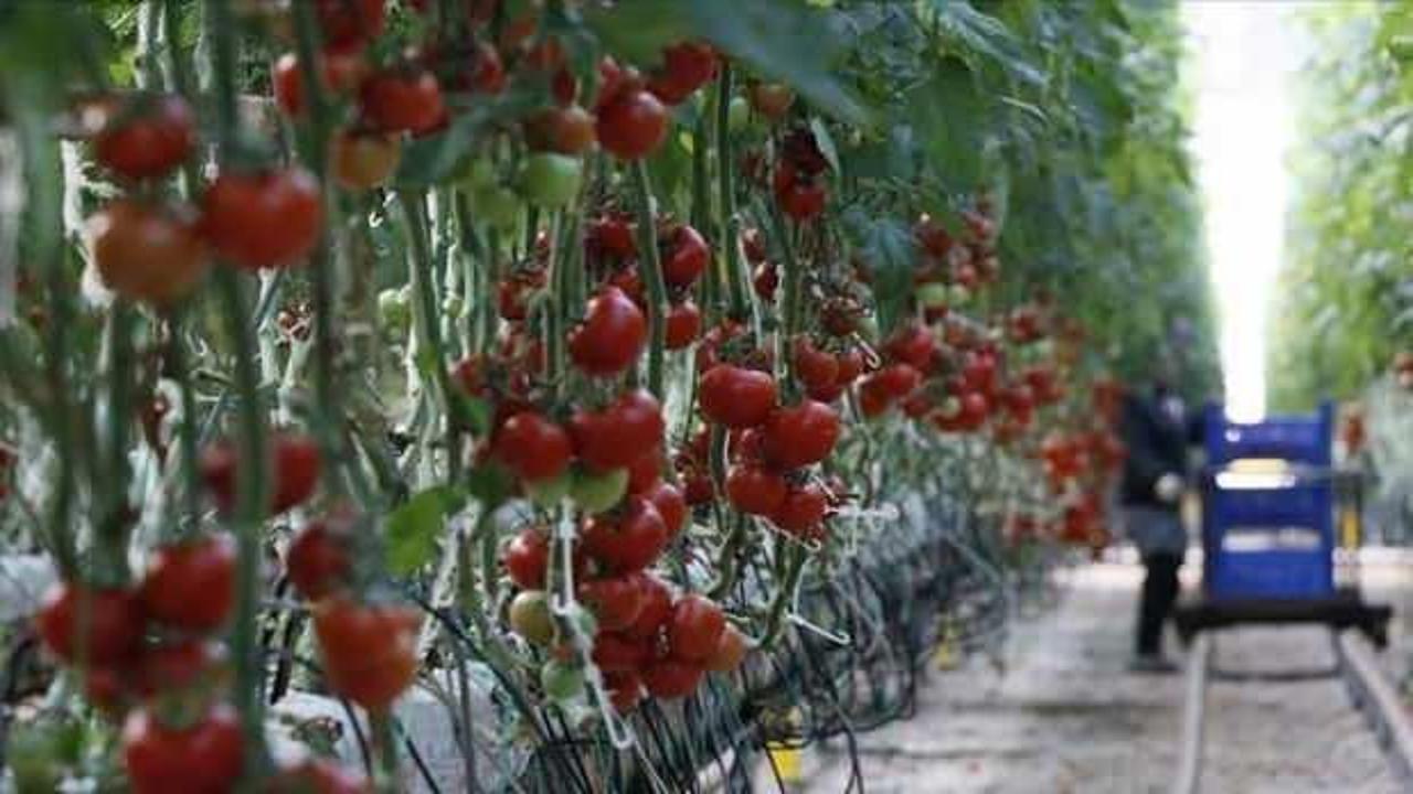 Türkiye'nin 7 aylık yaş meyve sebze ihracatını 5 ürün sırtladı
