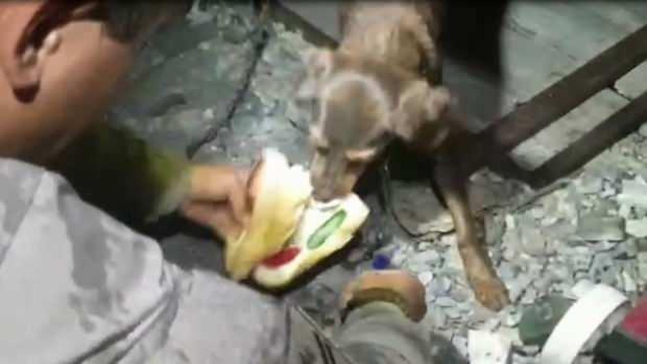 Yangın b&ouml;lgesinde bulunan k&ouml;pek ve yavrularına jandarma sahip &ccedil;ıktı