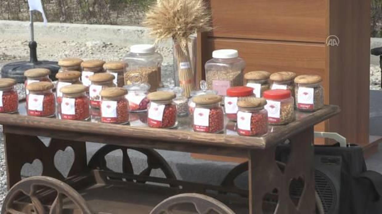 Sakarya'da geliştirilen yerli ve milli silajlık mısır "Aga" tanıtıldı