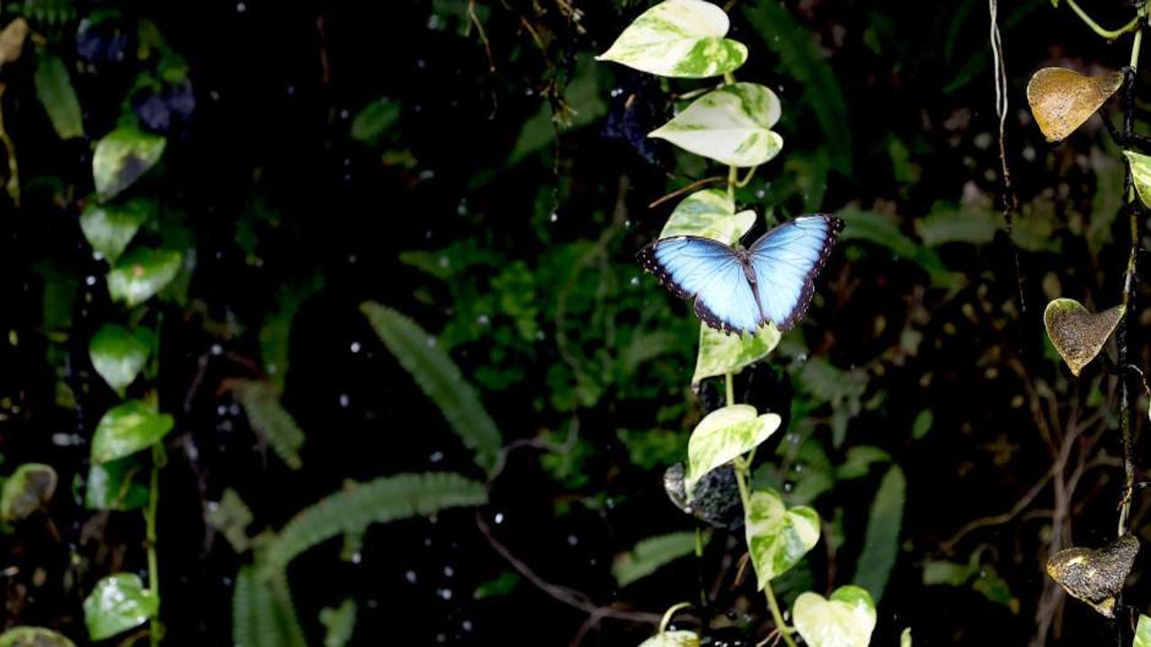 Avrupa'nın en büyüğü: Konya Tropikal Kelebek Bahçesi