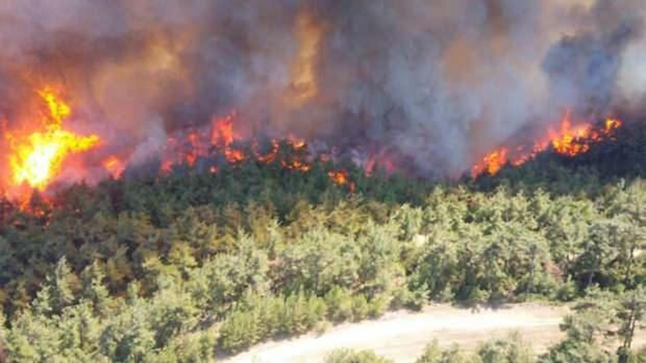 Orman yangınlarından etkilenen bölge halkına hayvancılık desteği