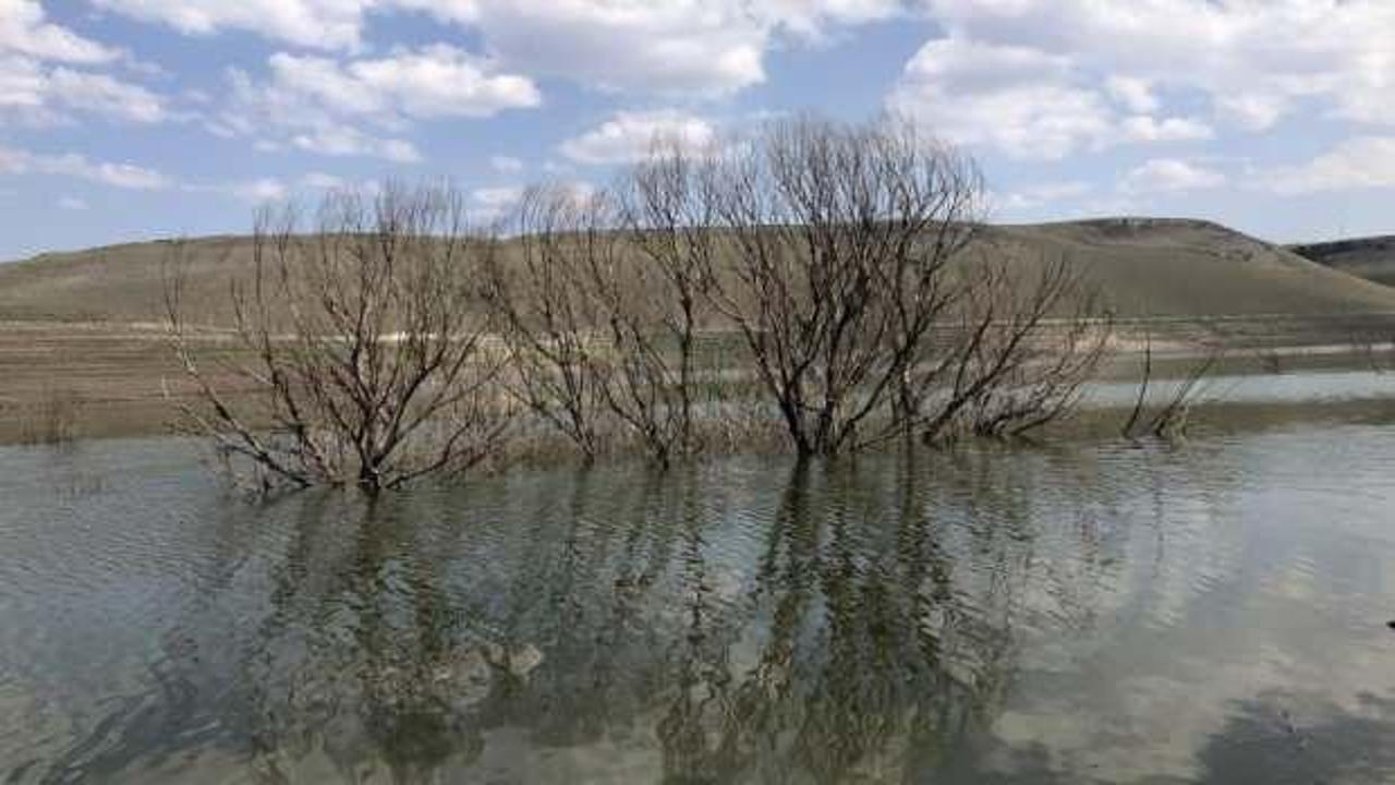 Baraj suyu çekildi, ağaçlar ortaya çıktı
