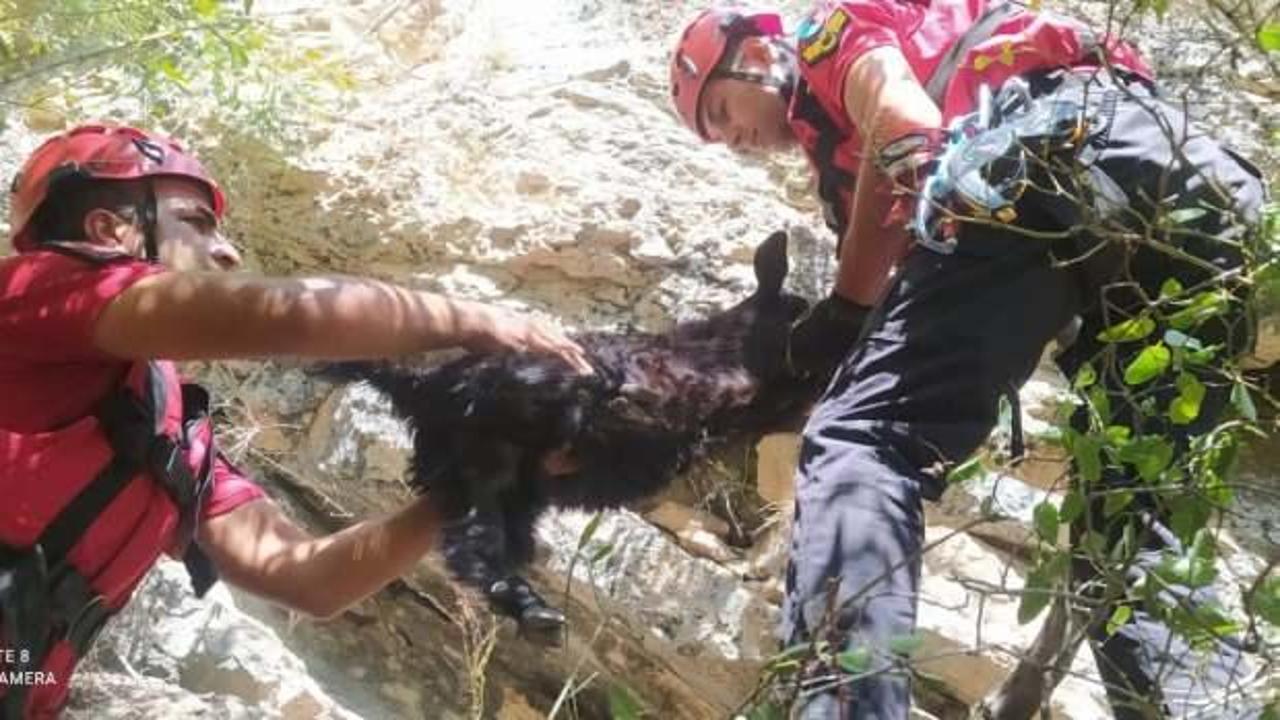 Kanyonda mahsur kalan ke&ccedil;ilerin yardımına raftingciler koştu