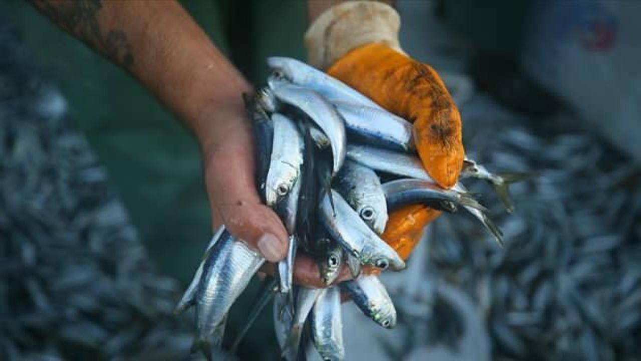 Marmara'da 3 balık cinsi için dökme avcılık yasaklandı