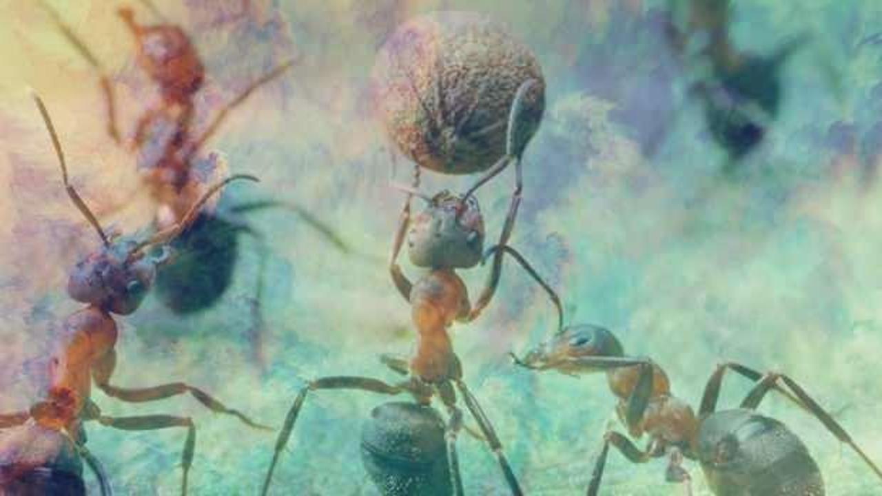 Rüyada karınca sürüsü görmek ne demek? Rüyada karınca yemek hayırlı mıdır?