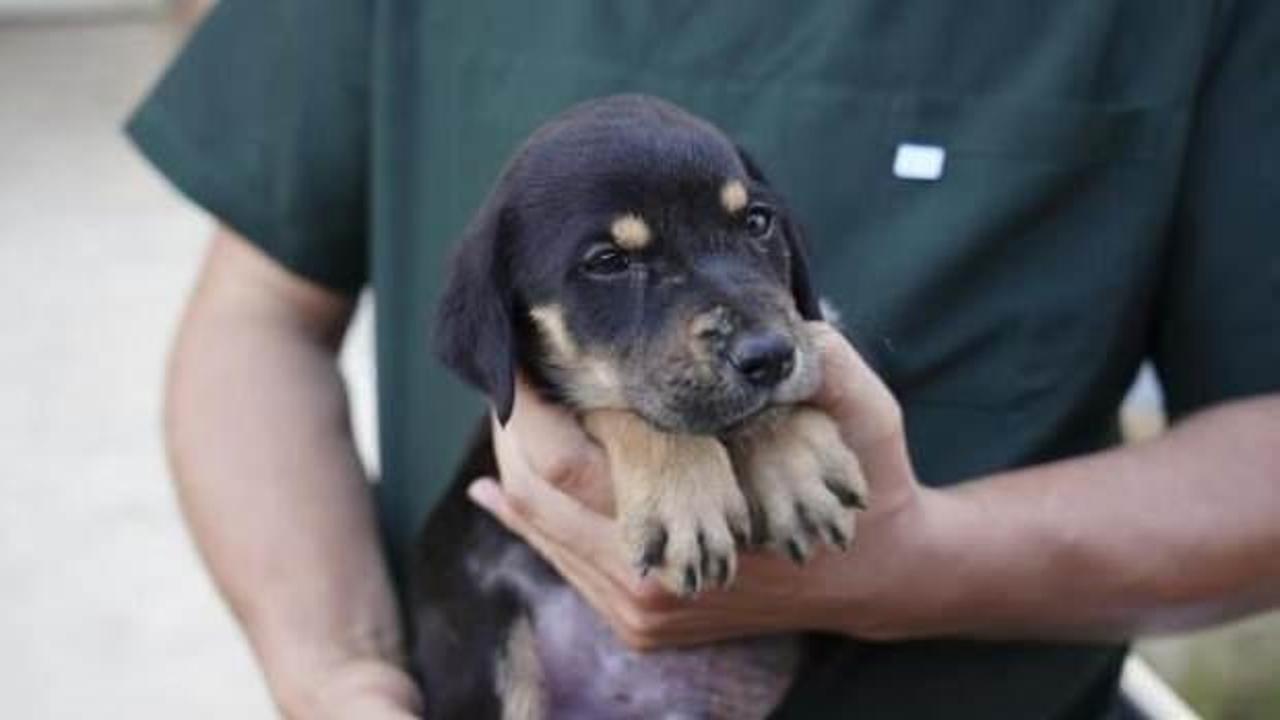 Selde kurtarılan yavru köpeğe 'Mucize' ismi verildi