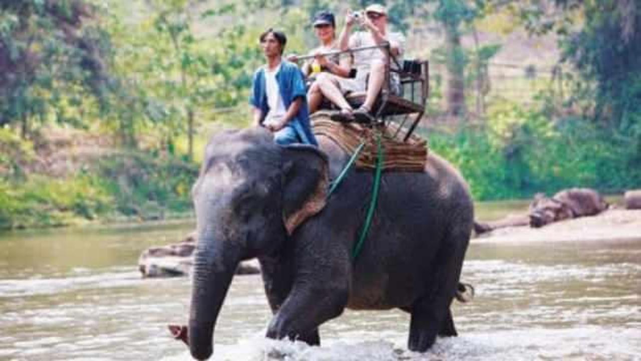 Sri Lanka'da alkoll&uuml; fil kullanmak yasaklandı