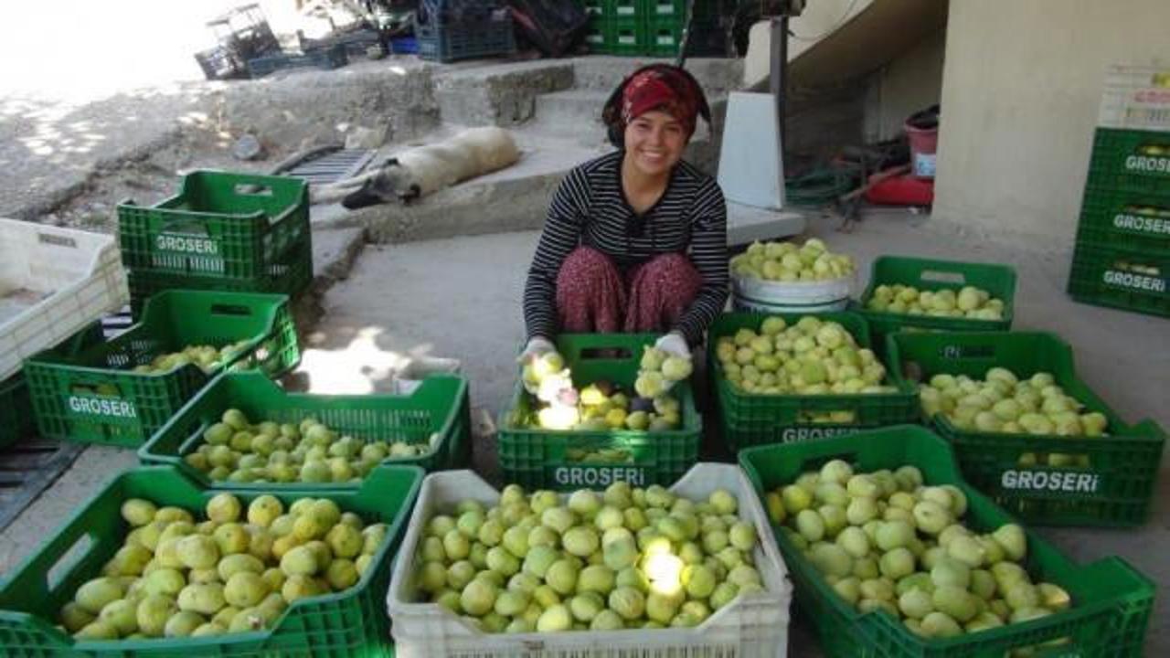 Yaş incir 10 lira, kuru incir ise 50 liradan satılıyor